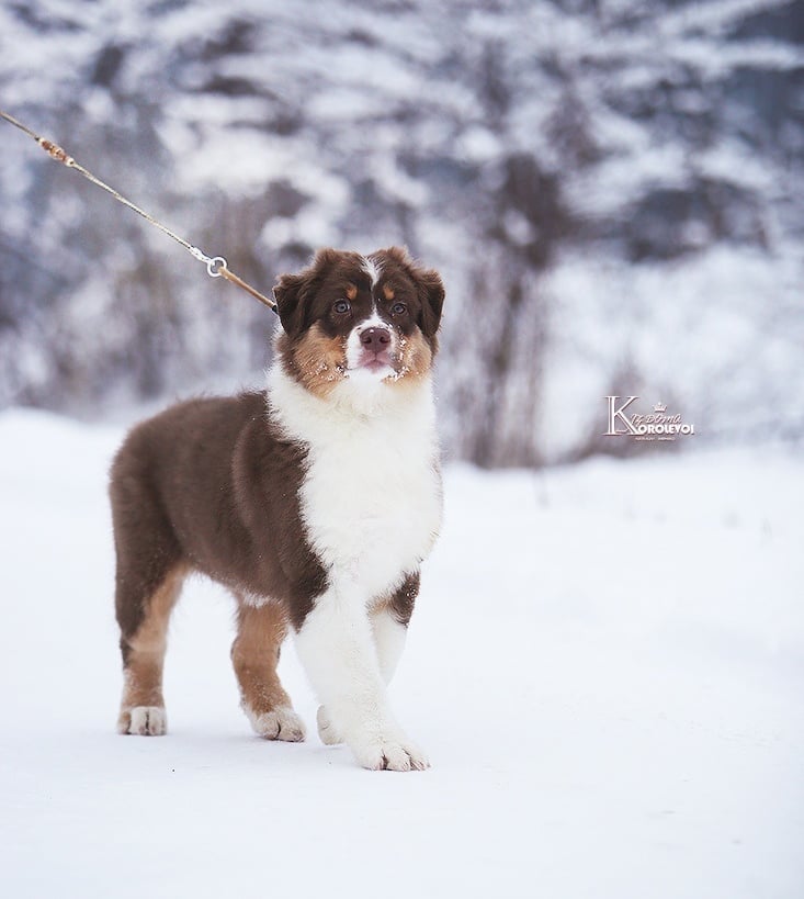 iz_doma_korolevoi_kennel в LOOKY — фото 2
