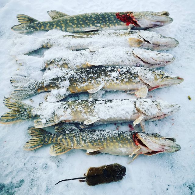 nero_fish в LOOKY. #зимняярыбалка,#рыбалка,#рыба,#щука,#fish,#fishing,#pike,#instafish,#1. Зимняя не очень удач...