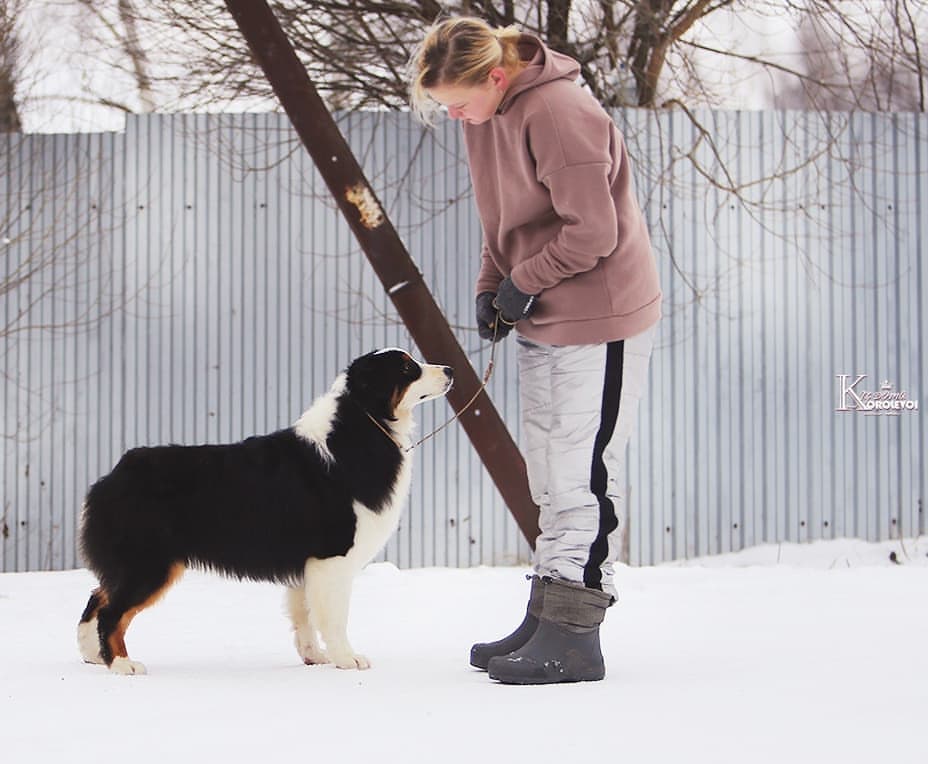 iz_doma_korolevoi_kennel в LOOKY — фото 2