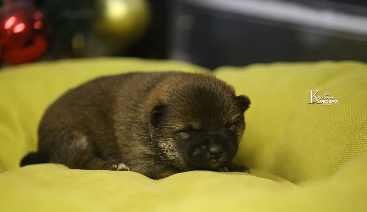 iz_doma_korolevoi_kennel в LOOKY — фото 2