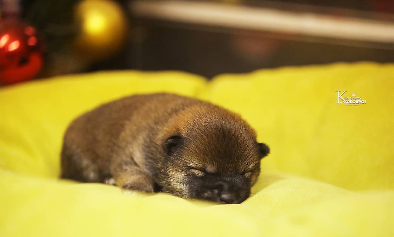 iz_doma_korolevoi_kennel в LOOKY — фото 10