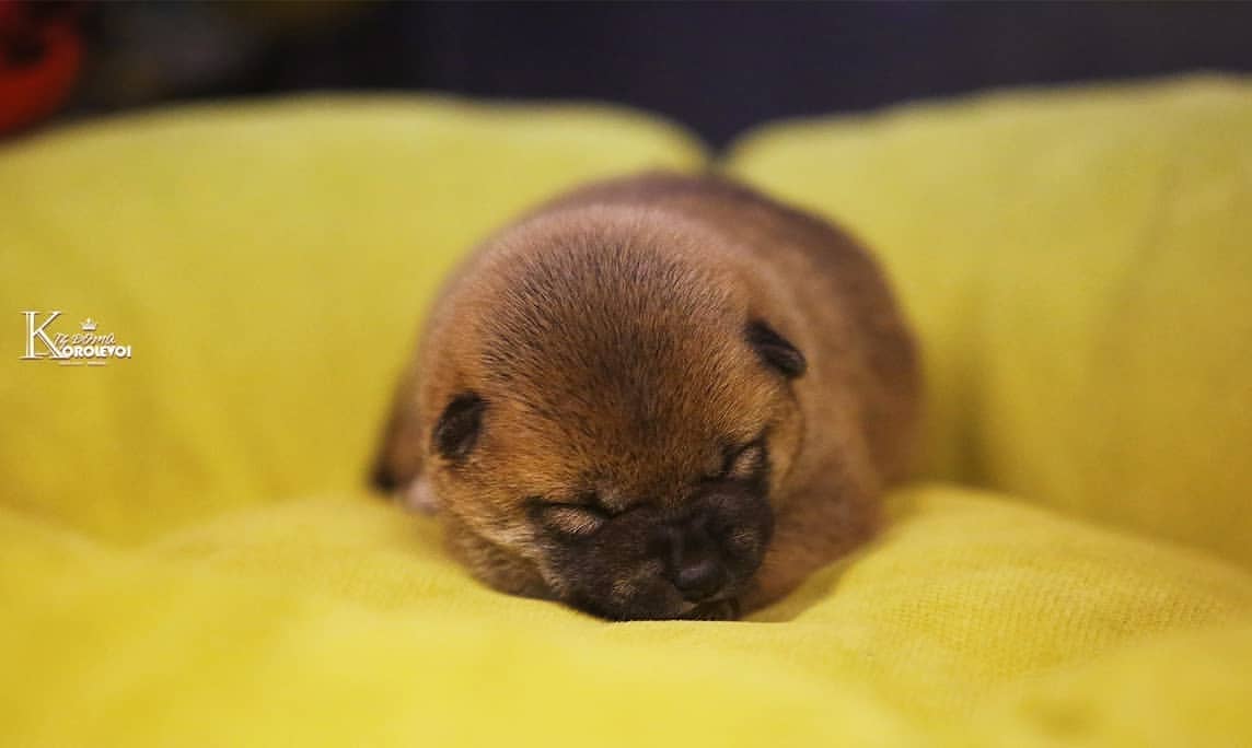 iz_doma_korolevoi_kennel в LOOKY — фото 3