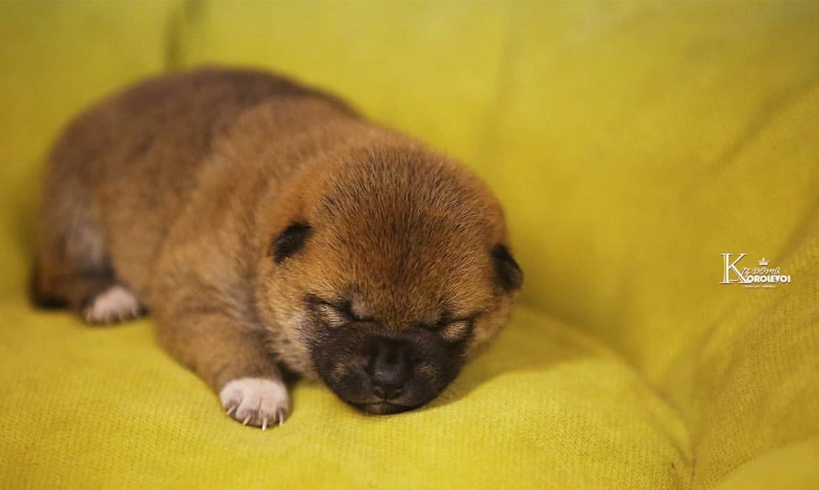 iz_doma_korolevoi_kennel в LOOKY — фото 6