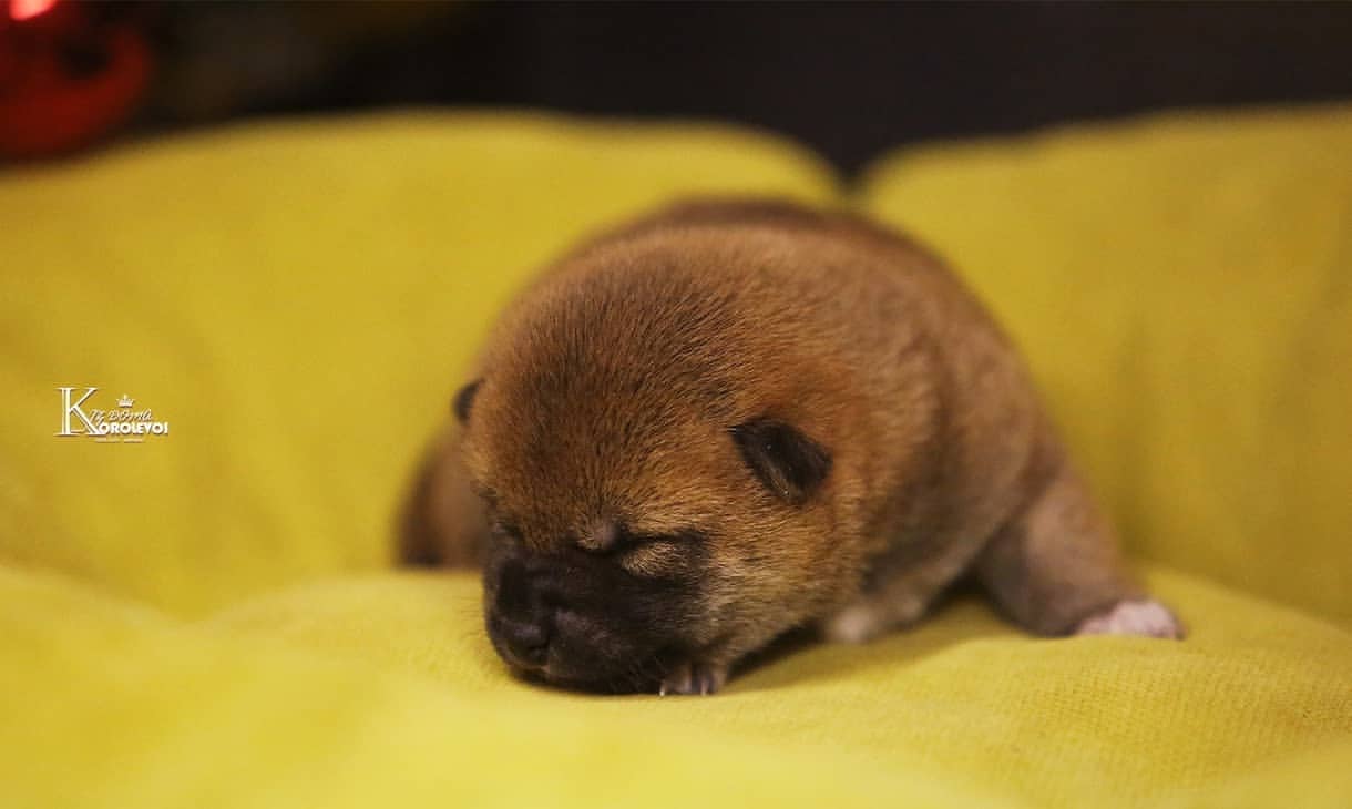 iz_doma_korolevoi_kennel в LOOKY — фото 10