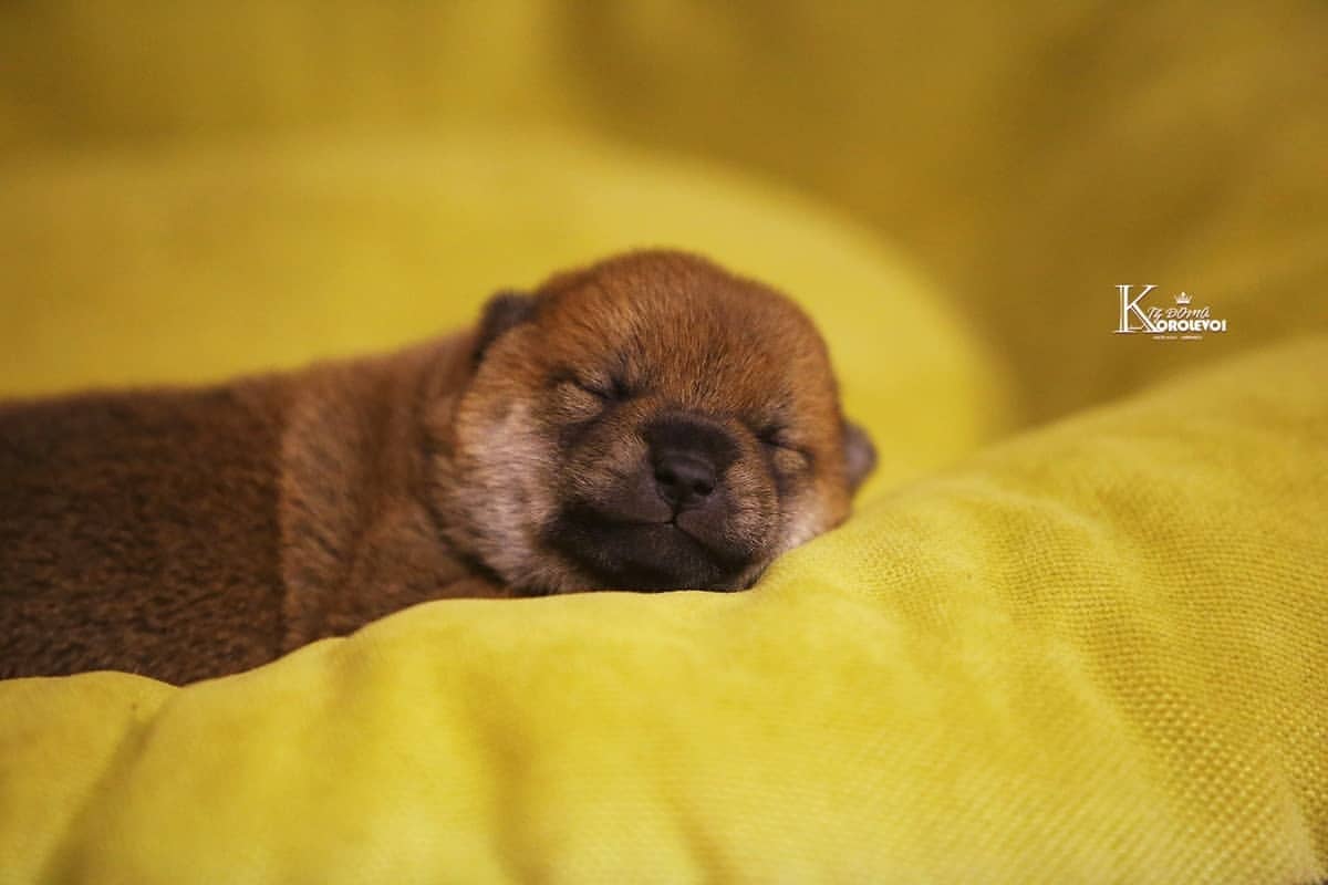 iz_doma_korolevoi_kennel в LOOKY — фото 2