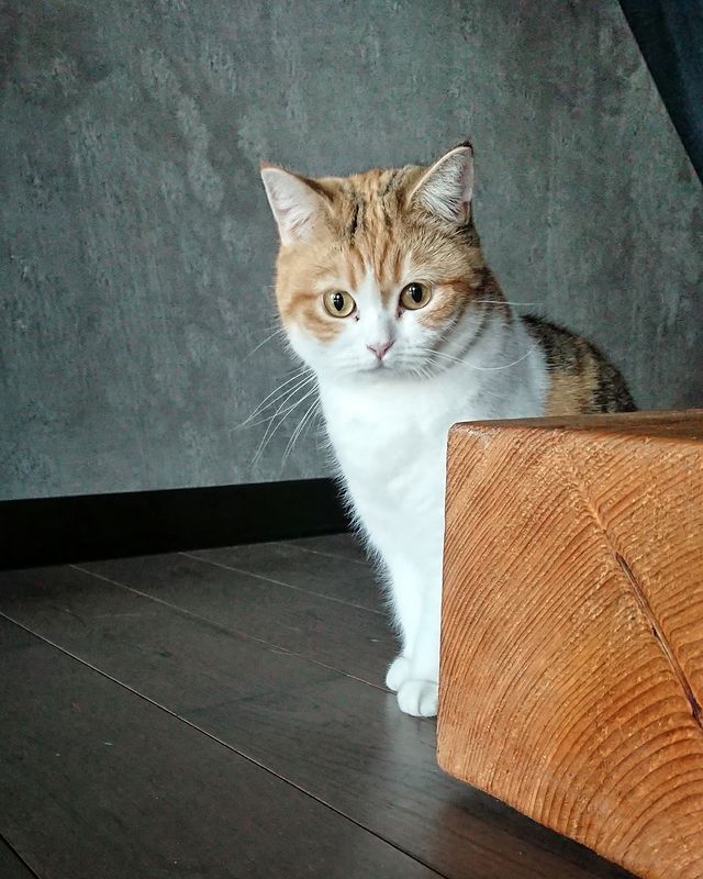 tchainka в LOOKY. #котизм,#котиковмногонебывает,#котиковдолжнобытьмного,#дуралюська,#большекотиков,#ещебольшекотиков,#котограм,#котэ,#лунапримавера,#сегодняутром,#catininsta,#catininstagram. Грустная кошечка, од...