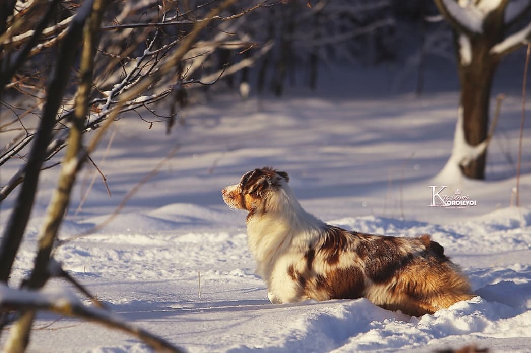 iz_doma_korolevoi_kennel в LOOKY — фото 2