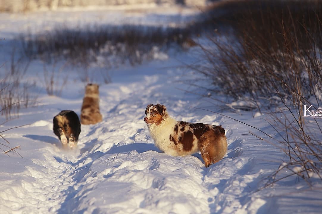 iz_doma_korolevoi_kennel в LOOKY — фото 3