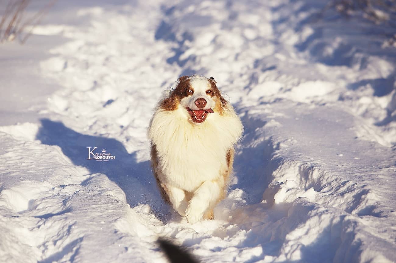 iz_doma_korolevoi_kennel в LOOKY — фото 2