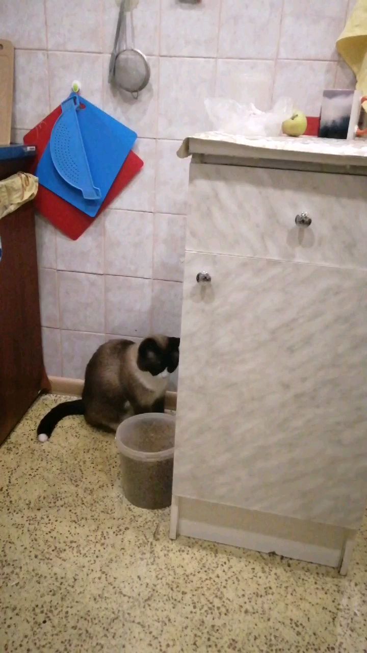 kandyba30olesya в LOOKY. #кот,#❤️,#котэ,#котофей,#домашниеживотные,#собака,#цверг,#белыйцверг,#беляш,#прятки,#хитрости. #кот #❤️ #котэ #кото...