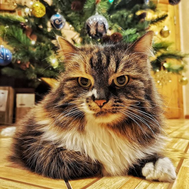 nikzone88 в LOOKY. . Берегите в себе чело...