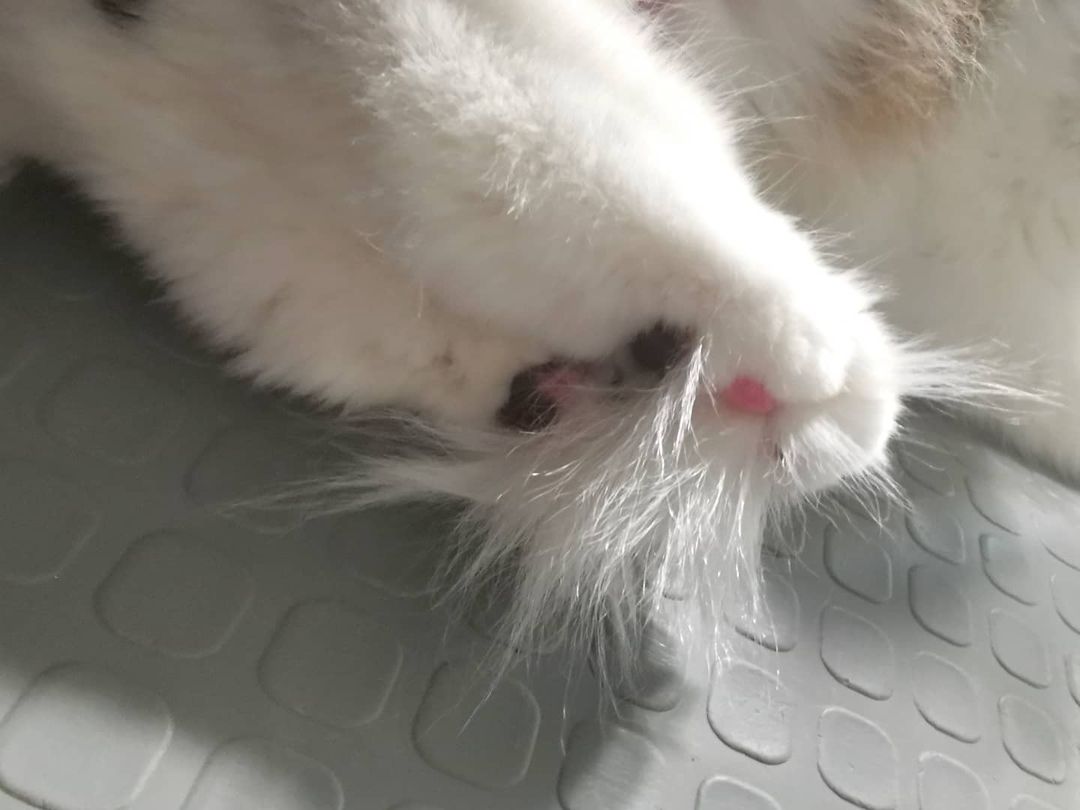 mycatgrooming in LOOKY. #кошачийгрумер,#грумингкошек,#грумингкошекмосква,#грумеркошекмосква,#грумерходякова,#МоёКошачьеДело,#помытькотамосква,#помытькошкумосква,#вычесатькотамосква,#вычесатькошкумосква,#экспресслинькакошек,#уходзашерстьюкошек. Пушистые щёточки меж...