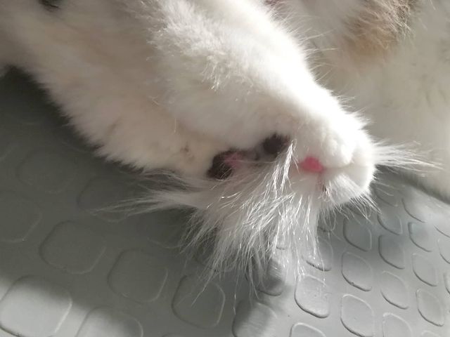 mycatgrooming в LOOKY. #кошачийгрумер,#грумингкошек,#грумингкошекмосква,#грумеркошекмосква,#грумерходякова,#МоёКошачьеДело,#помытькотамосква,#помытькошкумосква,#вычесатькотамосква,#вычесатькошкумосква,#экспресслинькакошек,#уходзашерстьюкошек. Пушистые щёточки меж...
