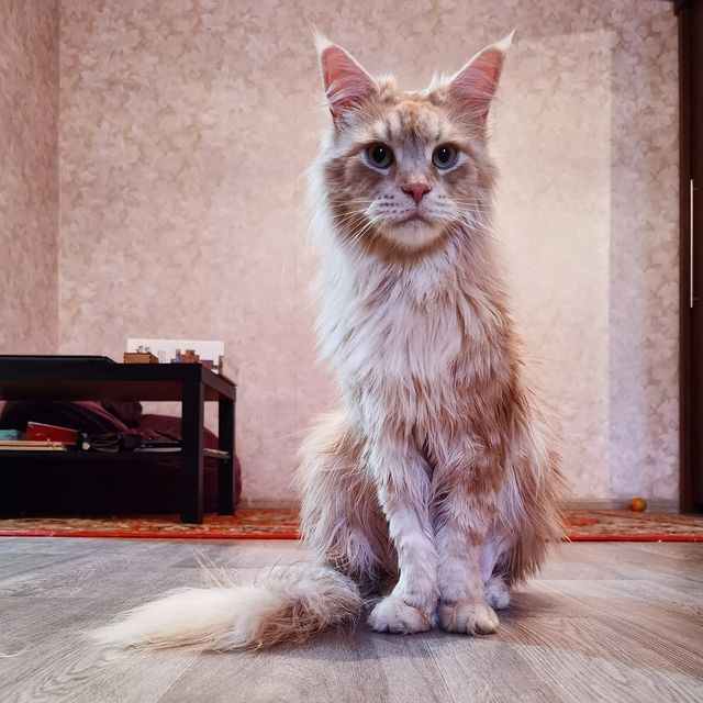 heimdallrcoon в LOOKY. #котхеймдалль,#котики,#мокрыйкот,#мейнкун,#maincoon,#cat,#mainecoons,#instacat,#mainecooncat. Банный день🛁🚿🧽
.
...