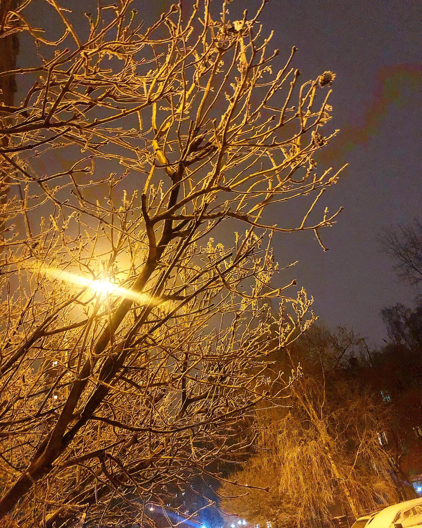 evgenia.rosl in LOOKY. #winter,#moscow,#russia,#2021,#snow,#nightphotography,#night,#tree,#москва,#россия,#снег,#зима,#вечер,#дерево. #winter #moscow #rus...