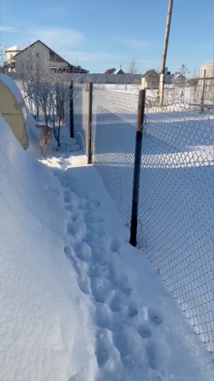 perevozchikovlove в LOOKY. . 🐶🐕🐩