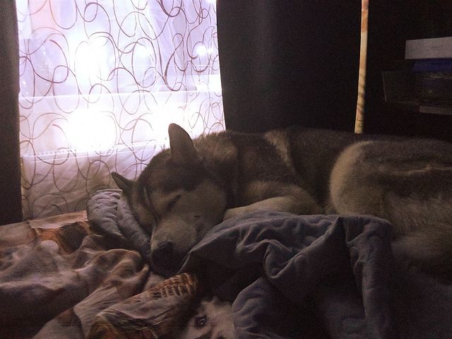 alx_nvsk в LOOKY. #husky,#huskiesofinstagram,#huskies,#siberian,#snowdog,#thehuskylove_feature,#huskigram_,#huskiesofig,#my_husky,#siberianhuskies,#justhuskies,#husky,#siberianhusky,#huskylove,#huskypuppy,#greyhusky,#huskygram,#huskylife,#huskyphotography,#allthingshusky,#huskyofinstagram,#huskysiberiano,#huskyworld,#huskypuppies,#huskydog,#huskyoftheday,#lovehusky2021,#ericthemetalhusky,#волчарашерстяной. Уютное 💙
.
.
.
#hus...