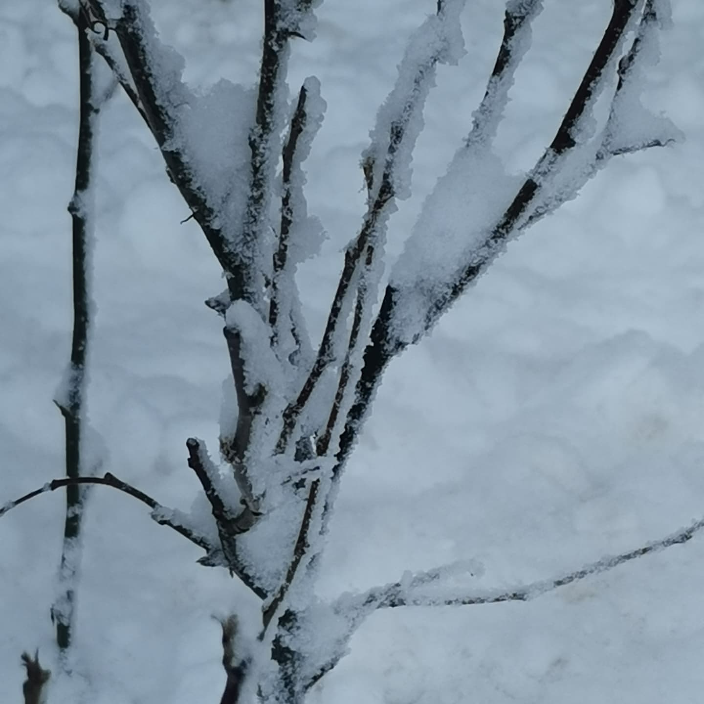 plaole в LOOKY. . У природы нет плохой...