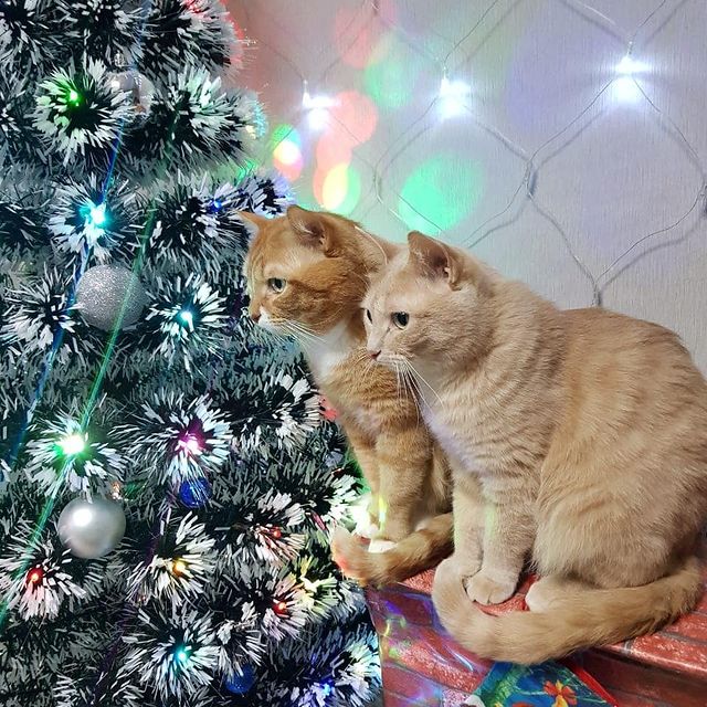 v_e_r_a_sleptsova в LOOKY. . Том&Альби