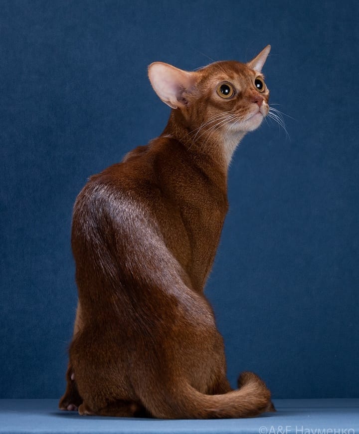 abyssinian_wildaby в LOOKY — фото 4