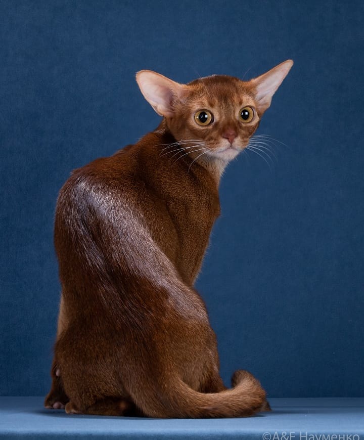 abyssinian_wildaby в LOOKY — фото 5