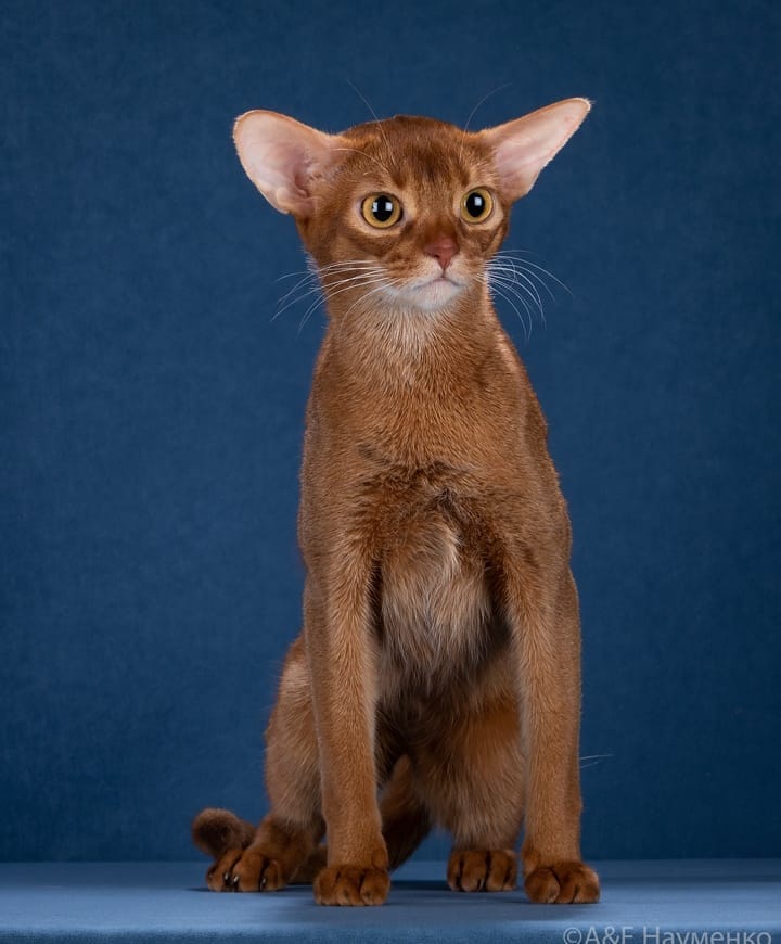 abyssinian_wildaby в LOOKY — фото 3