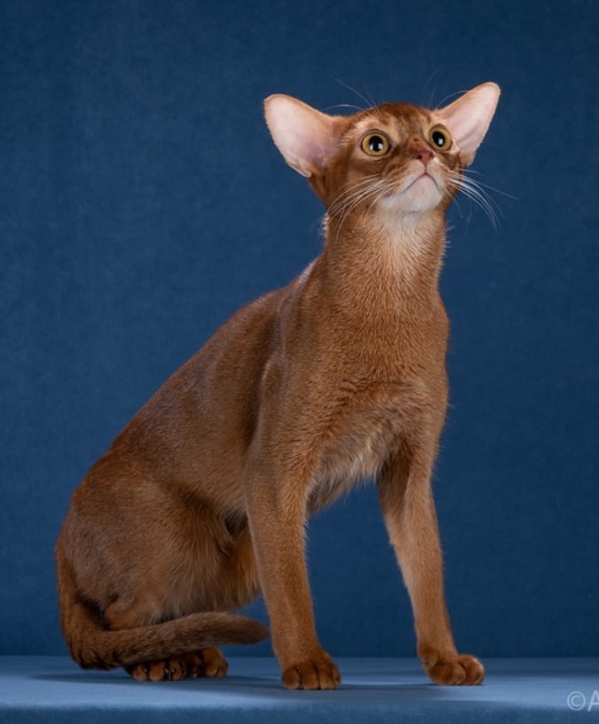 abyssinian_wildaby в LOOKY — фото 2