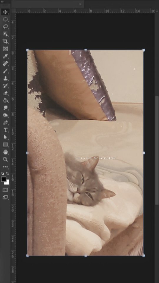 santosha_geksik в LOOKY. #котикитакиекотики,#безкотаижизньнета,#котизм,#catstagram,#покажикота. А вы говорите зачем ...