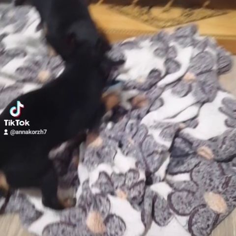 anna0809k в LOOKY. #doglovers,#dog,#puppy,#dogsofinstagram,#puppylove,#тойтерьер,#тойчикисамыеклассные. #doglovers #dog #pup...