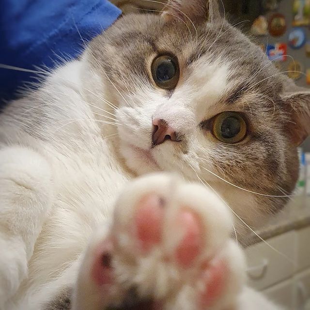 it.kotik в LOOKY. #котаристократ😸,#кошки,#котызеленоград,#крюково,#зеленоградцы,#животные. Кот сам выбирает себ...