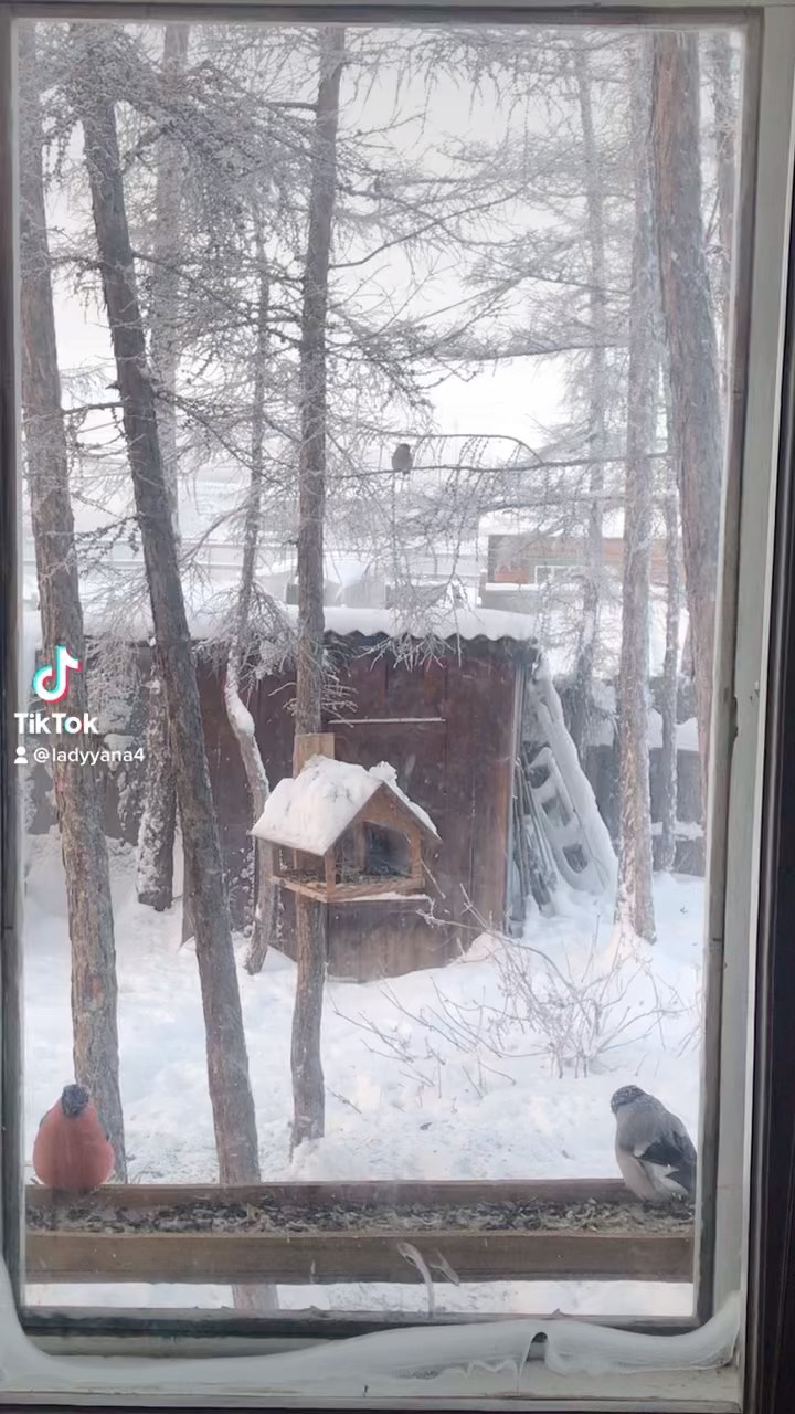 yana_sleptcova в LOOKY. . Ийэм аһатар чыычаахт...