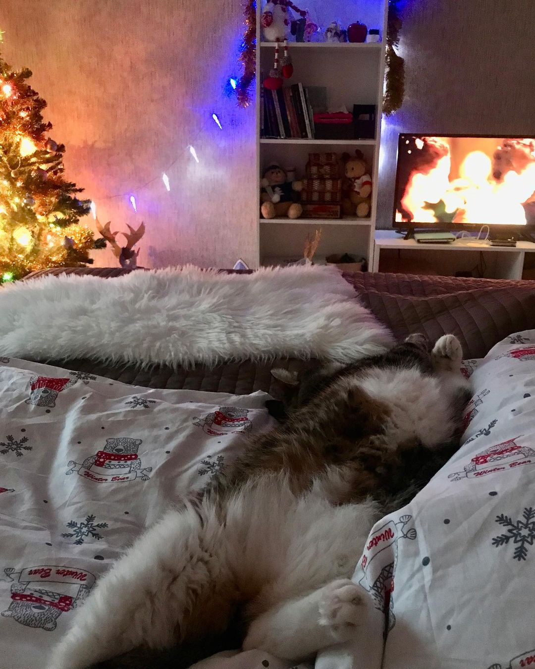 marsik_cat_playful в LOOKY — Happy New Year for Cat. #коты #котики #cat #cats #catsofinst