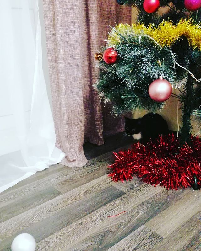 daniellamalinovskaa в LOOKY. . Кот к новому году го...