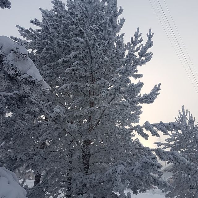 nelle.masimova в LOOKY. #зимнийлес❄️🌲,#морозно-45. #зимнийлес❄️🌲 #моро...