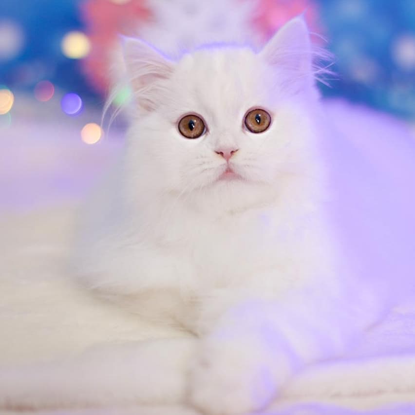 Вислоухие Шотландские котята в LOOKY — фото 5