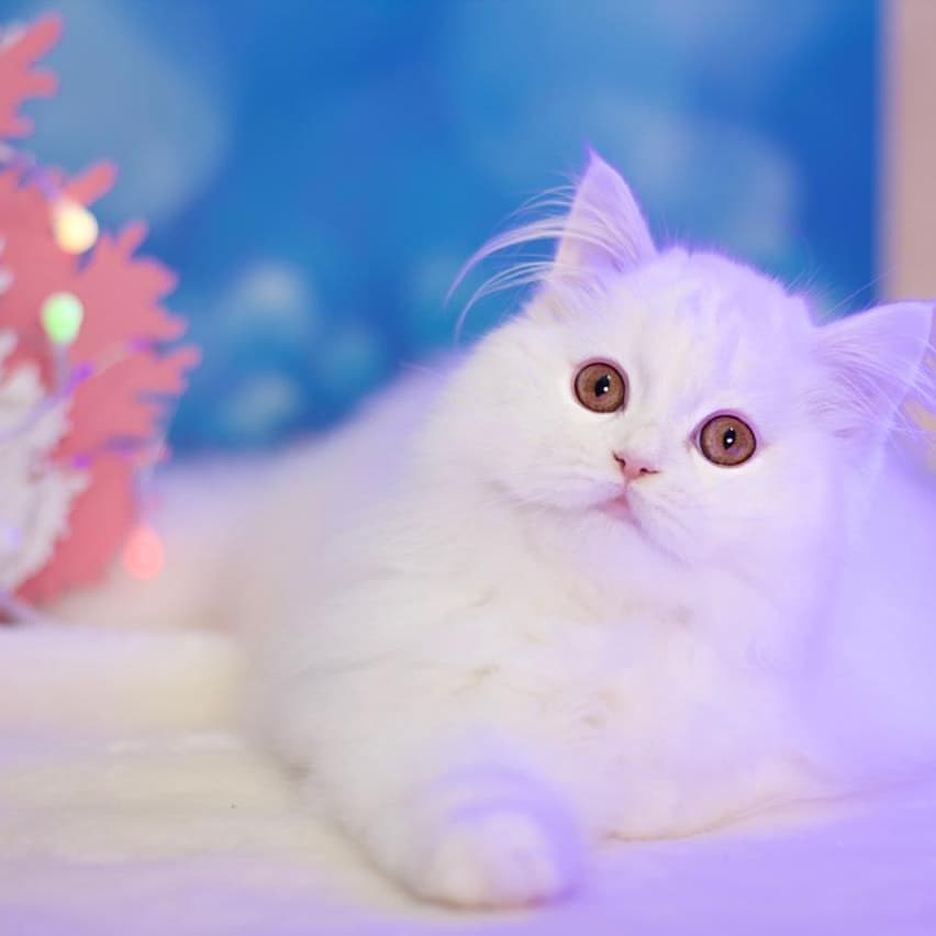 Вислоухие Шотландские котята в LOOKY — фото 6