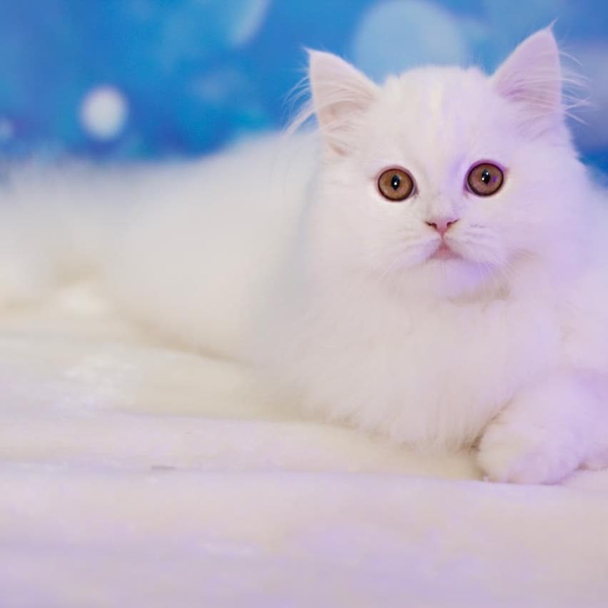 Вислоухие Шотландские котята в LOOKY — фото 4