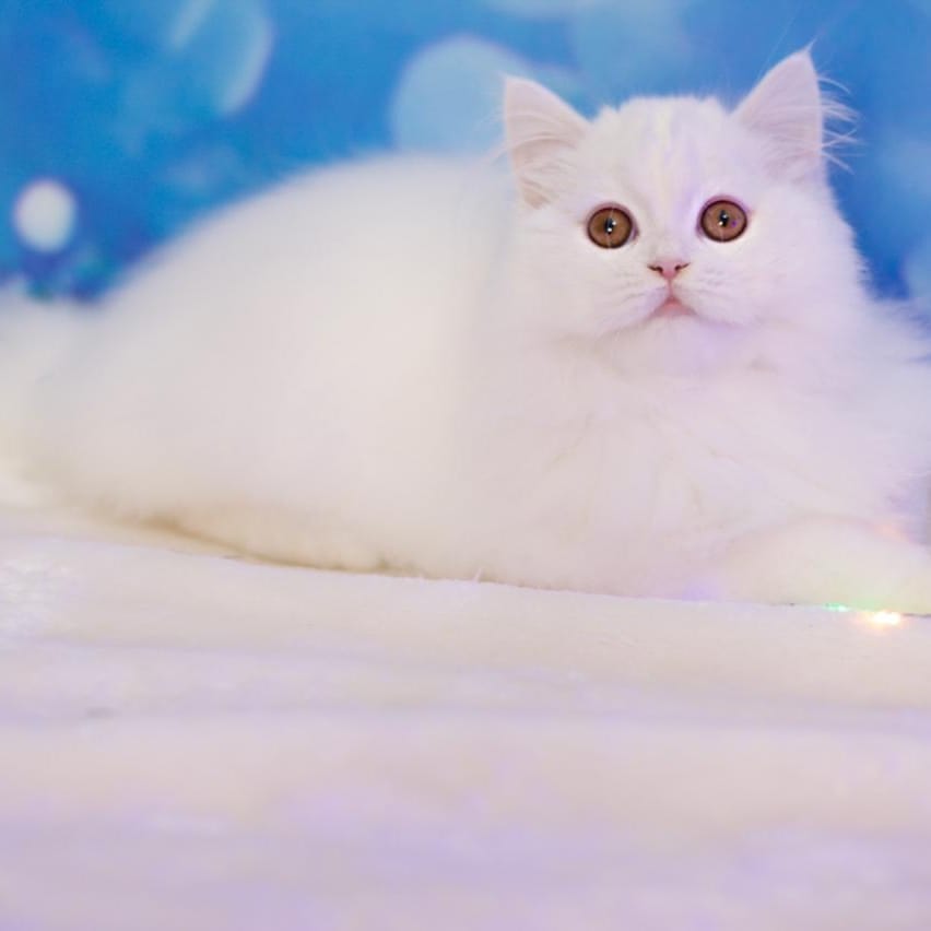 Вислоухие Шотландские котята в LOOKY — фото 2