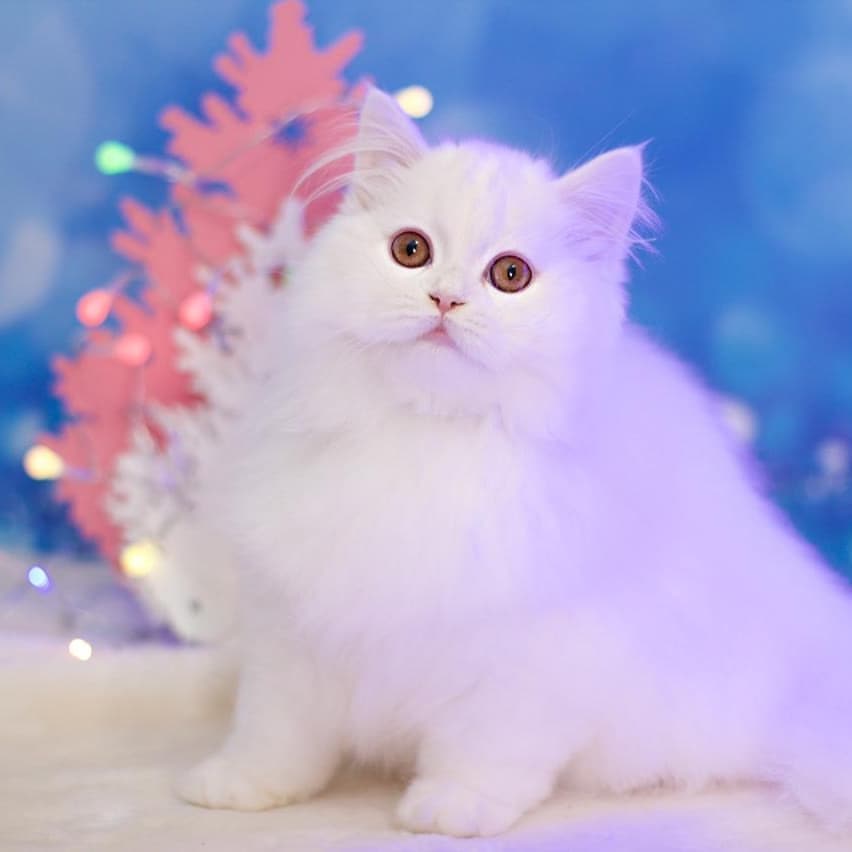 Вислоухие Шотландские котята в LOOKY — фото 3