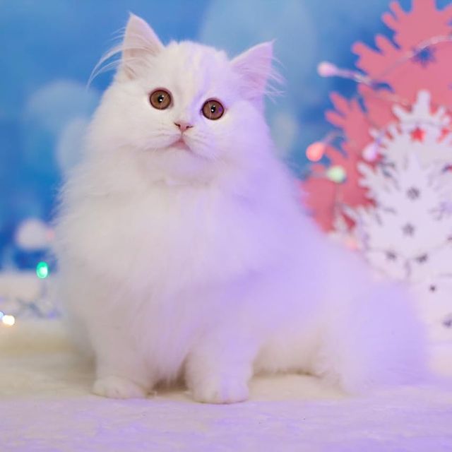 Вислоухие Шотландские котята в LOOKY. . Предлагаем новогодне...