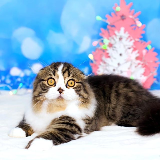 Вислоухие Шотландские котята в LOOKY. . Мальчик, хайленд Фол...