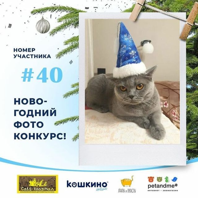 cat_musia_star_and_sima в LOOKY. #муся,#кошкамуся,#кошечка,#котыикошки,#котомир,#безкотаижизньнета,#котий,#жизньскошкой,#фотокошек,#кошкионитакие,#котновыйгод,#люблюкотиков❤️,#новогоднийконкурс,#фотоконкурскошкино,#catsphoto,#catloves,#catmusya,#catsuit,#cat_of_instagram,#catmodels. Конкурс завершился.
...