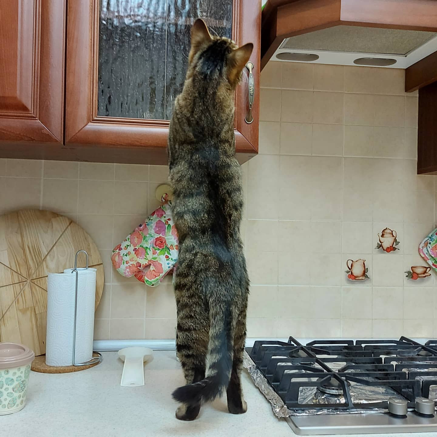oksandrolon в LOOKY. . Грация кошки - ловко...