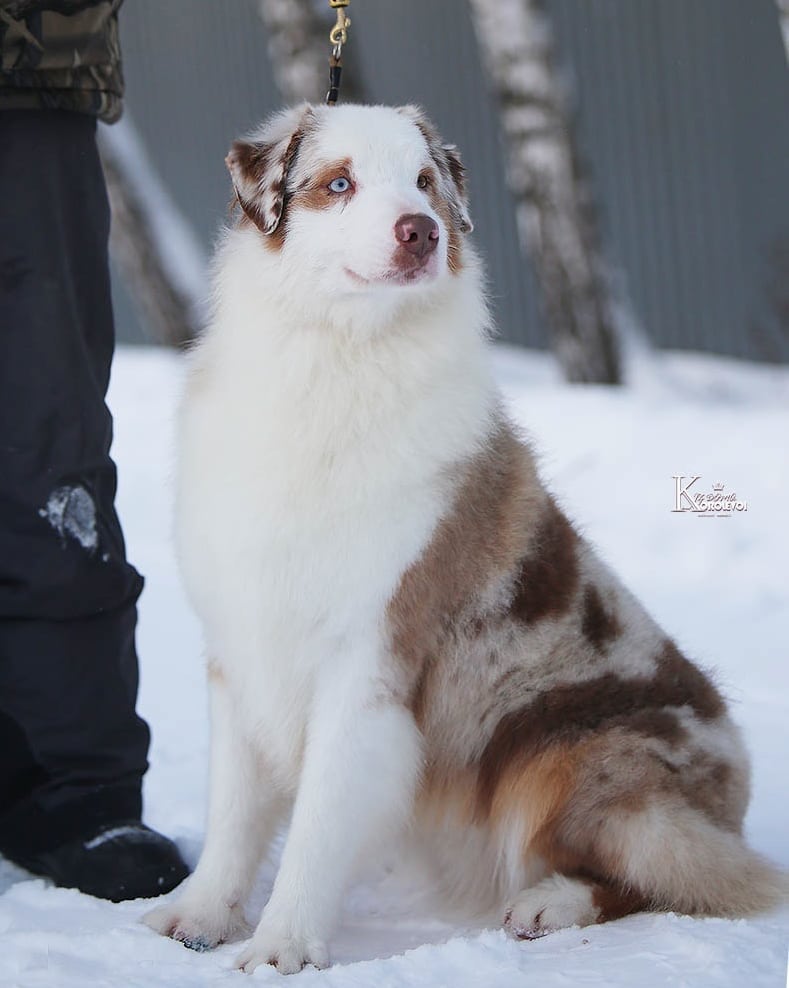 iz_doma_korolevoi_kennel в LOOKY — фото 3