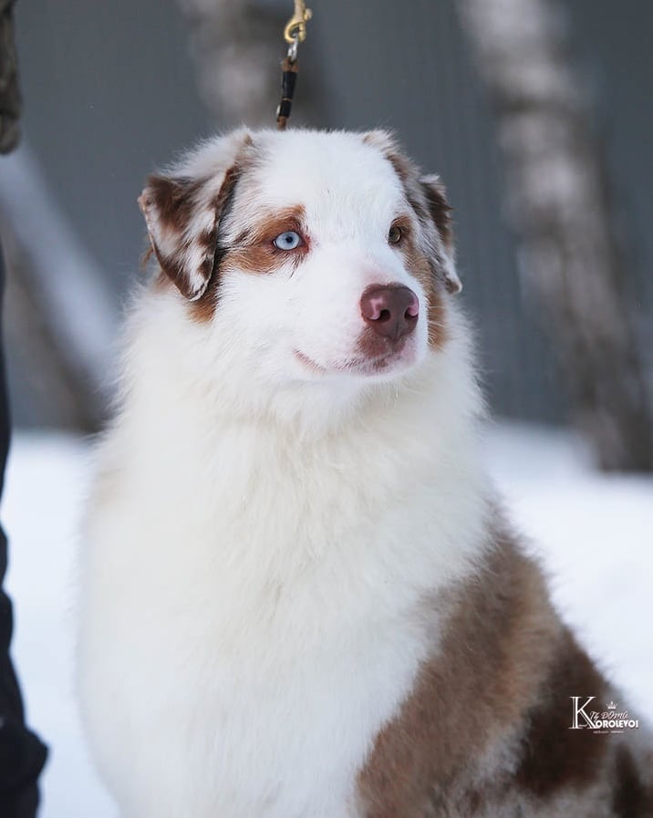 iz_doma_korolevoi_kennel в LOOKY — фото 2