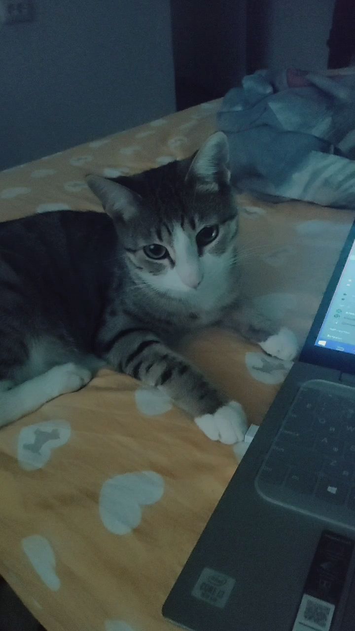 ekaterina174 в LOOKY. . Кот 🐈🐱😻😹