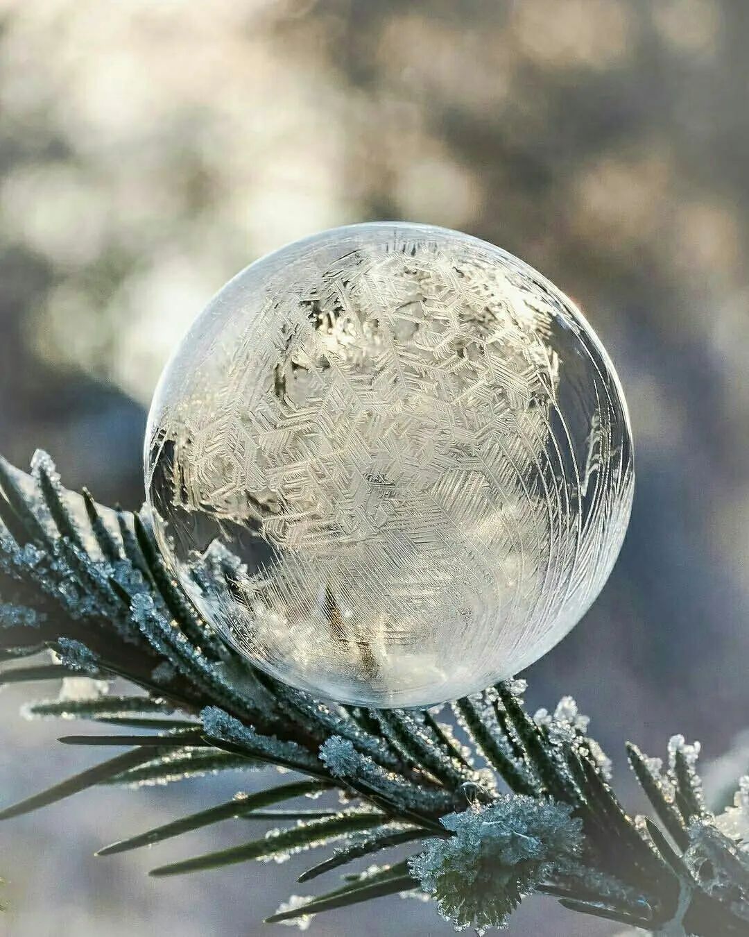 Мои дорогие! Совсем скоро наступит самый главный праздник в Мире!✨☃️🎄☃️🐅
И в качестве подарка предлагаю приобрести Сертификаты или Абонементы на массаж со скидкой 15%! Небольшой сюрприз прилагается)