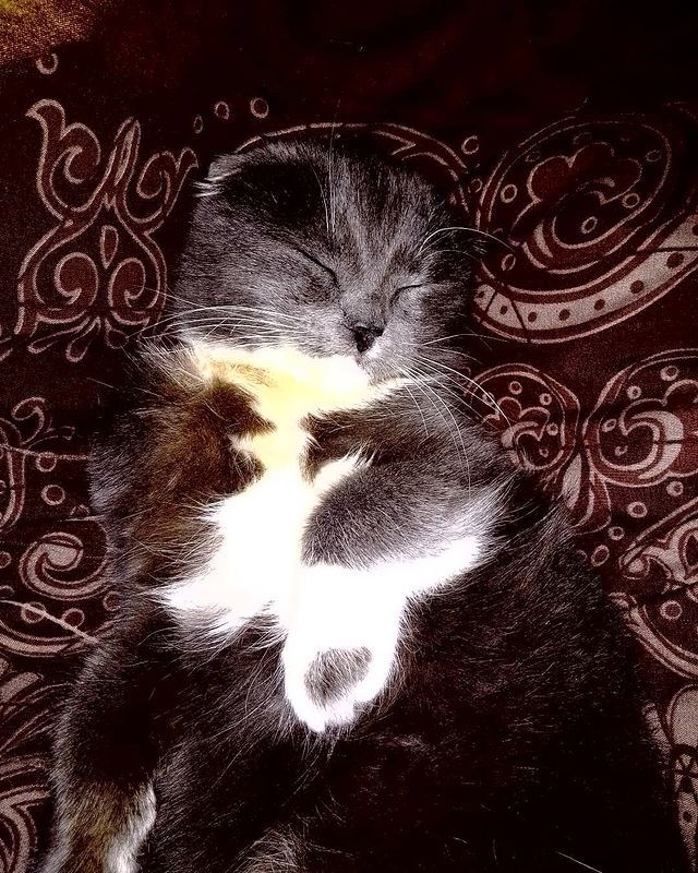 lucifer_fire__official в LOOKY. #кошки,#cat,#кошка,#cats,#кот,#котики,#животные,#котята,#котенок,#коты,#собаки,#котэ,#любовь,#котик,#россия,#love,#catstagram,#catsofinstagram,#природа,#котейка,#animals,#красота,#pets,#кошкитакиекошки,#москва,#russia,#коте,#инстатаг,#фото,#киса. #кошки #cat #кошка #...
