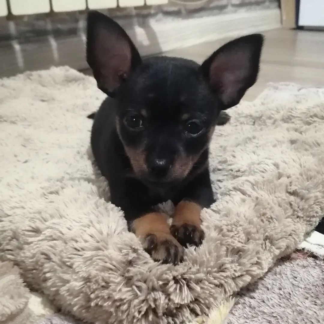 anna0809k в LOOKY. #dogs,#doglovers,#puppy#dogsofinstagram,#dog,#тойтерьер,#той,#тойчик,#тойчикисамыеклассные,#малыши,#риччи. #dogs #doglovers #pu...