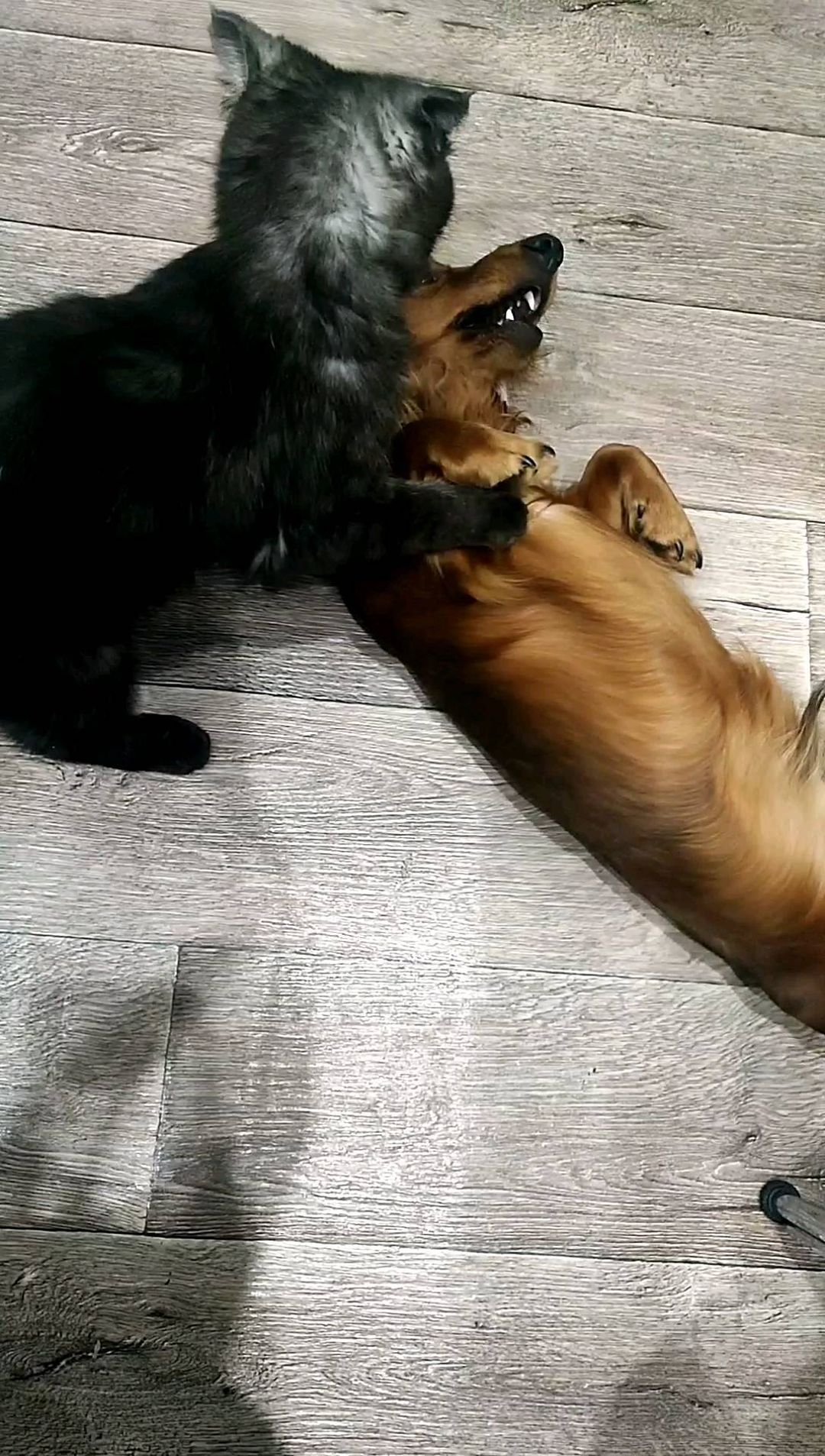 irinchikchizhik в LOOKY. #dog,#такса,#животные,#кошки,#лучшийдруг,#dog,#собака,#язвезда,#приколы,#котопес. Берегись Володенька ...